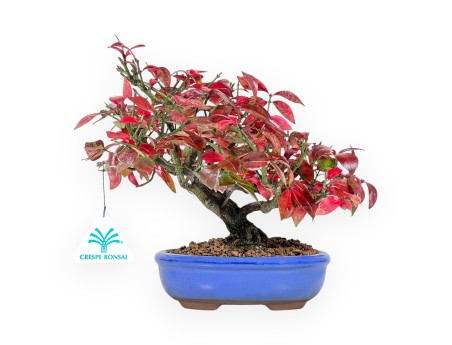 Euonymus alatus bonsaï 23 cm | Pot ovale bleu