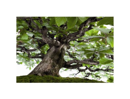 BONSAI - Ed. White Star - with Crespi Bonsai Museum