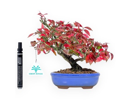 Euonymus alatus Bonsai 23 cm | Blau oval Topf
