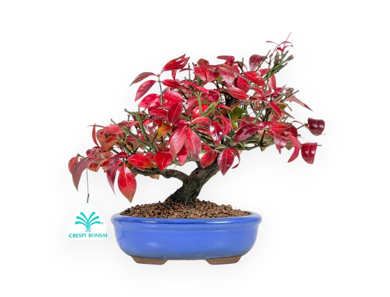 Euonymus alatus Bonsai 23 cm | Blau oval Topf
