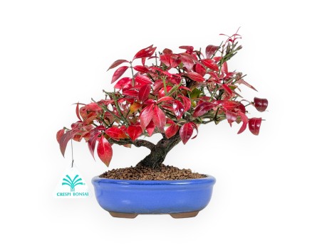 Euonymus alatus Bonsai 23 cm | Blau oval Topf