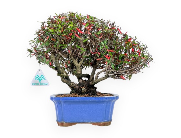 Trachelospermum bonsai 27 cm | Blue rectangular pot