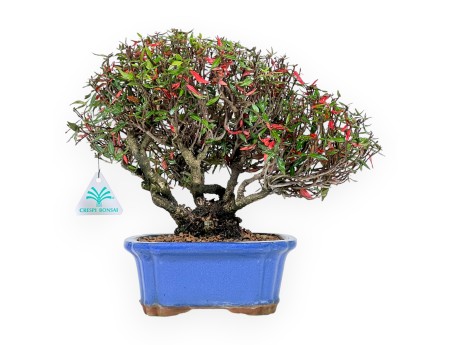 Trachelospermum Bonsai 27 cm | Rechteckiger blauer Topf