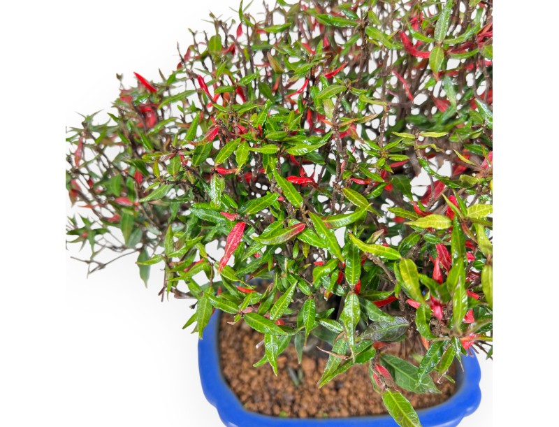 Trachelospermum bonsai 27 cm | Blue rectangular pot