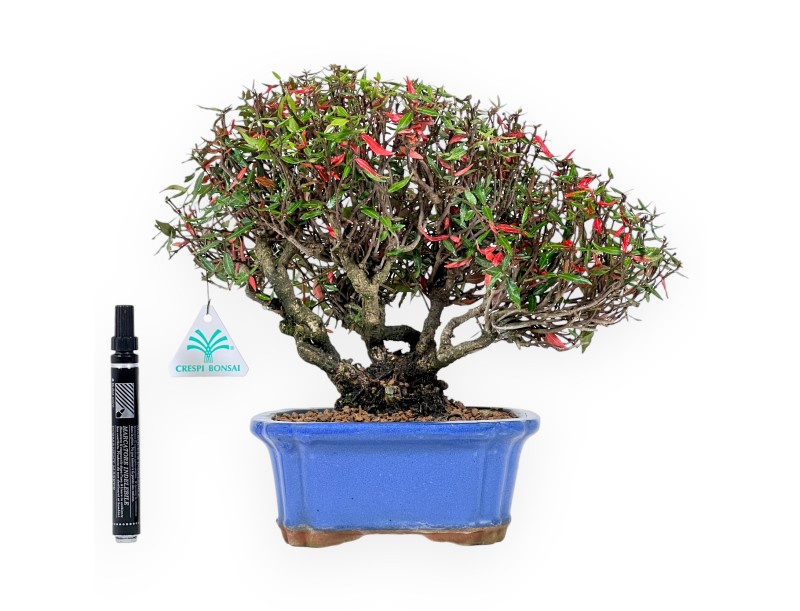 Trachelospermum bonsai 27 cm| Maceta rectangular azul
