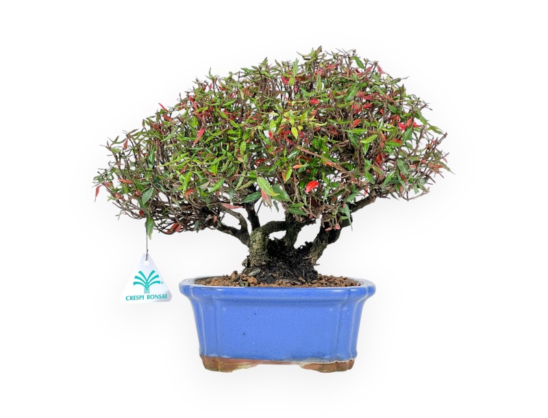 Trachelospermum bonsai 27 cm| Maceta rectangular azul
