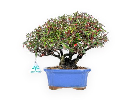Trachelospermum bonsai 27 cm|Pot rectangulaire bleu