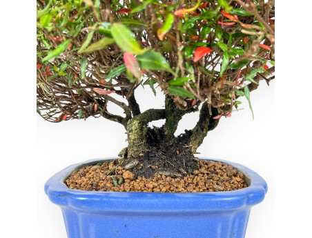 Trachelospermum Bonsai 27 cm | Rechteckiger blauer Topf
