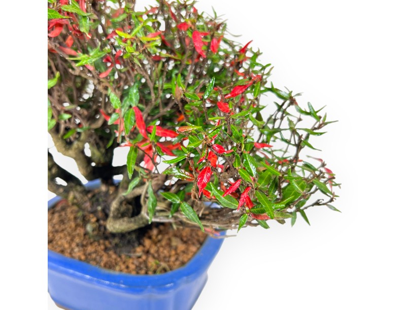 Trachelospermum bonsai 27 cm | Rechthoekige blauwe pot