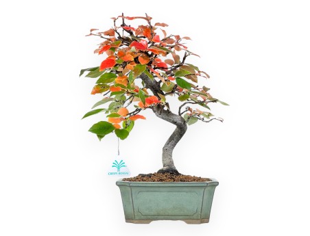 Pseudocydonia bonsai 37 cm | Green rectangular pot