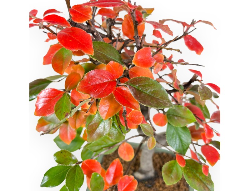 Pseudocydonia bonsai van 37 cm | Rechthoekige groen pot