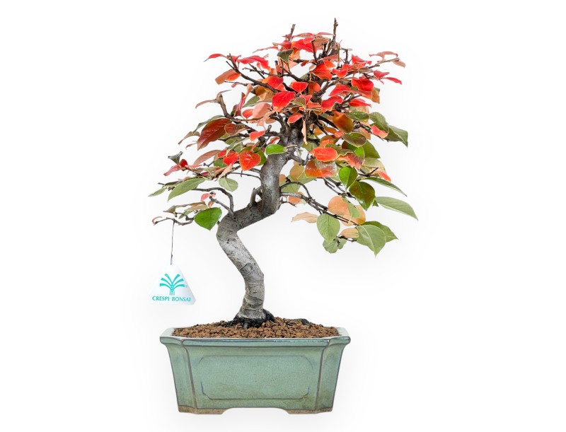 Bonsaï de Pseudocydonia de 37 cm | Pot rectangulaire vert