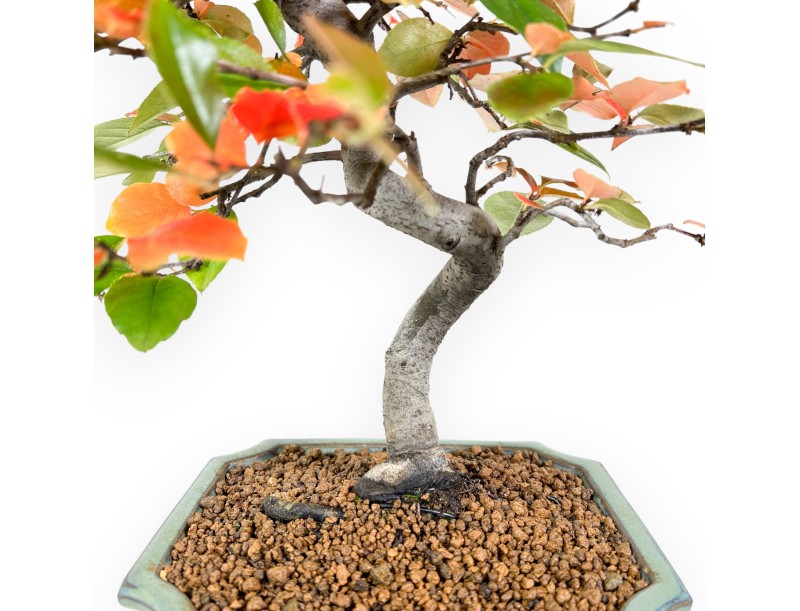 Pseudocydonia bonsai 37 cm | Green rectangular pot