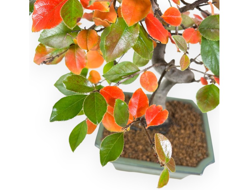 Pseudocydonia bonsai van 37 cm | Rechthoekige groen pot
