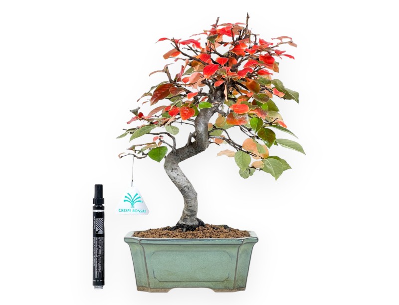 Pseudocydonia Bonsai von 37 cm | Rechteckiger grün Topf