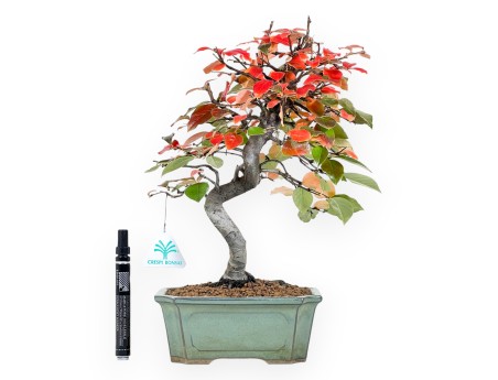 Pseudocydonia bonsai 37 cm | Green rectangular pot