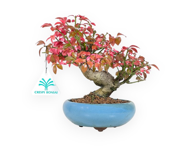 Euonymus Bonsai 20 cm | Türkis rund Topf