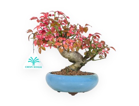 Bonsai di Euonymus da 20 cm | Vaso tondo turchese