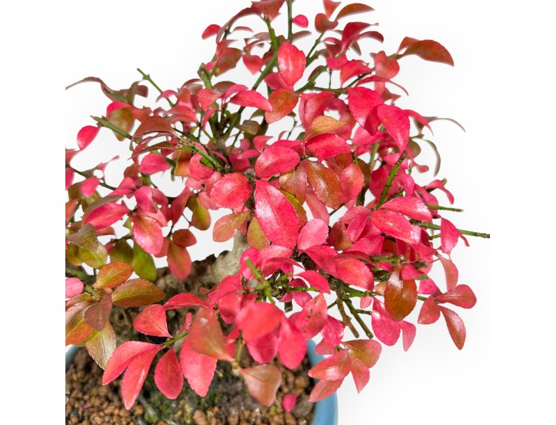 Euonymus bonsaï 20 cm | Pot rond turquoise