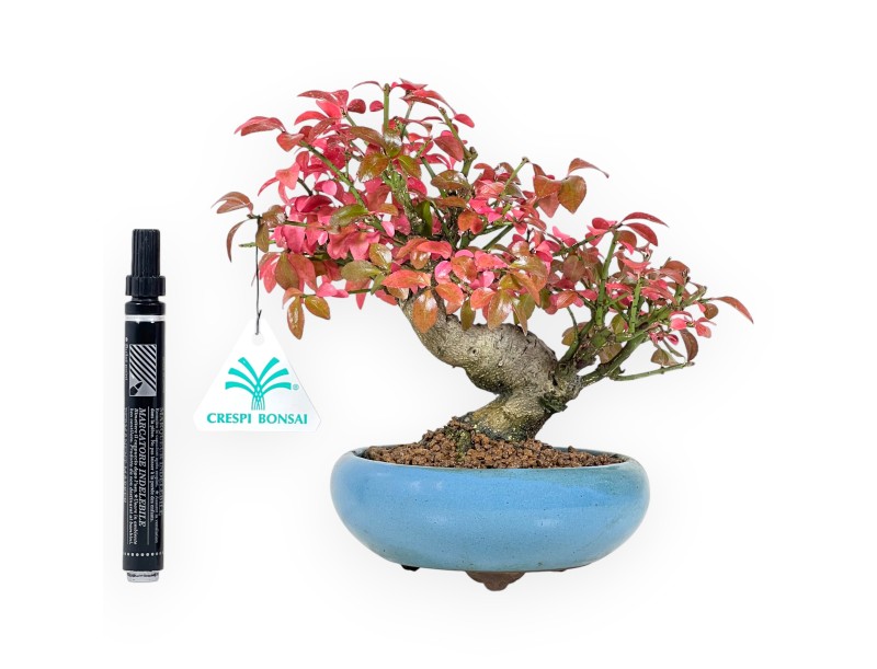 Bonsai di Euonymus da 20 cm | Vaso tondo turchese