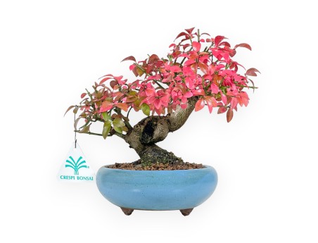 Euonymus bonsaï 20 cm | Pot rond turquoise