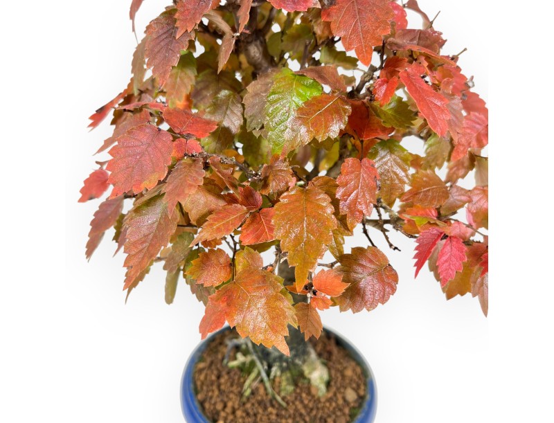 Zelkova Bonsai von 31 cm | Runden blau Topf