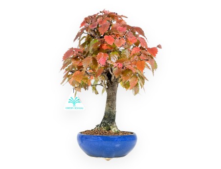 Zelkova Bonsai von 31 cm | Runden blau Topf