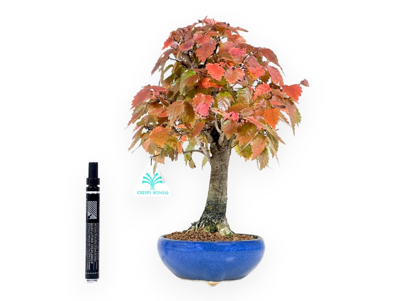 Zelkova Bonsai von 31 cm | Runden blau Topf