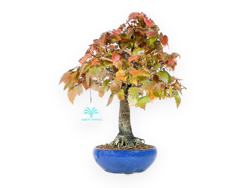 Zelkova Bonsai von 31 cm | Runden blau Topf