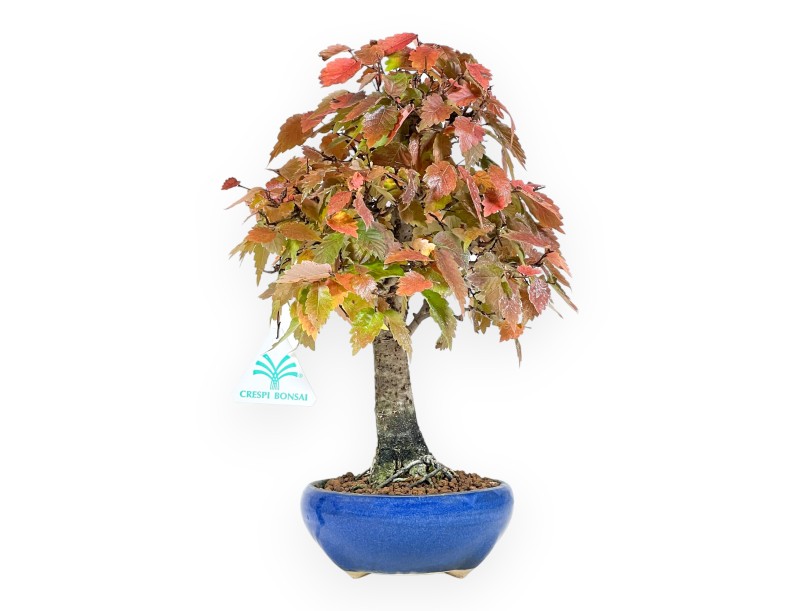 Zelkova bonsai 31 cm | Blue round pot