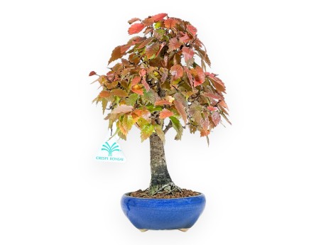 Bonsaï Zelkova de 31 cm | Pot rond bleu