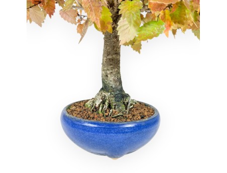 Bonsaï Zelkova de 31 cm | Pot rond bleu