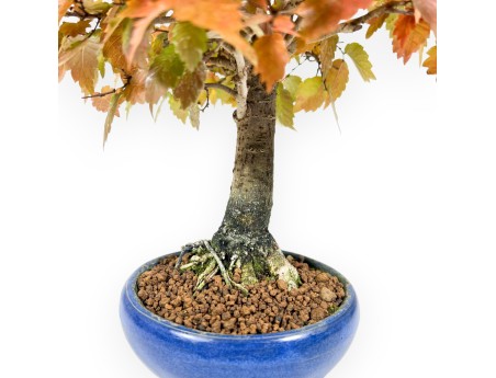 Zelkova bonsai van 31 cm | Ronde blauwe pot