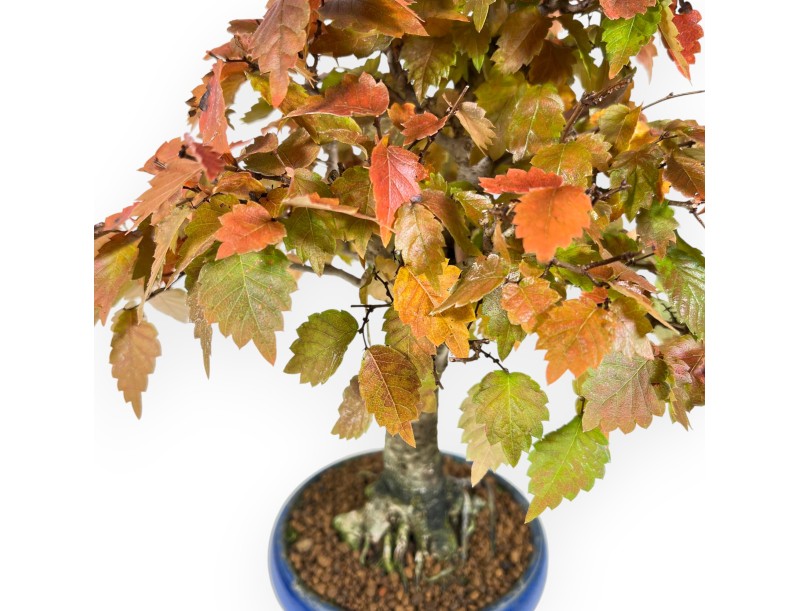 Zelkova bonsai van 31 cm | Ronde blauwe pot