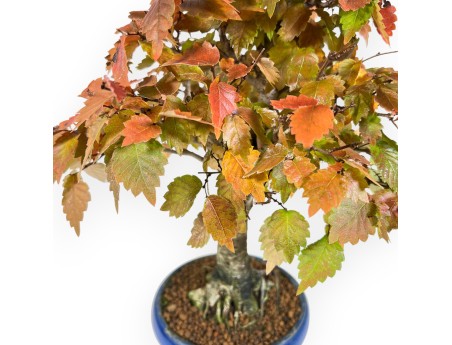 Zelkova bonsai 31 cm | Blue round pot