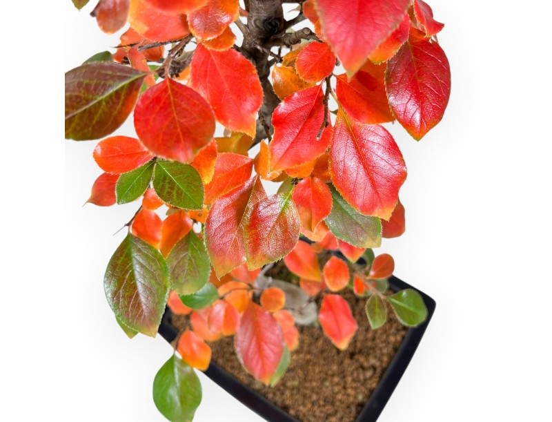 Pseudocydonia Bonsai von 53 cm | Rechteckiger blauer Topf