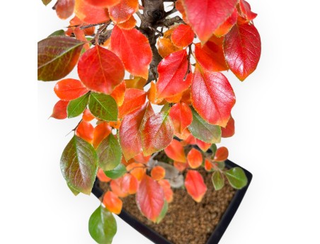 Pseudocydonia bonsai van 53 cm | Rechthoekige blauwe pot