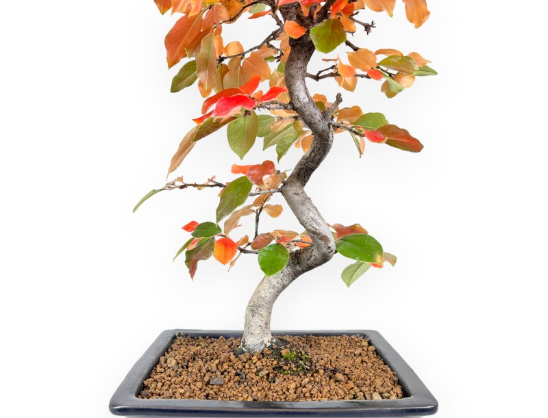 Pseudocydonia Bonsai von 53 cm | Rechteckiger blauer Topf