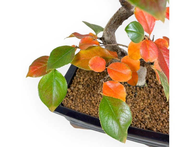 Pseudocydonia bonsai van 53 cm | Rechthoekige blauwe pot