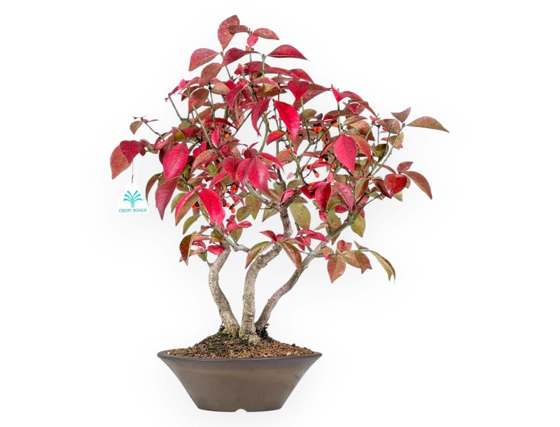 Euonymus alatus Bonsai 46 cm | Rond Steingut Topf