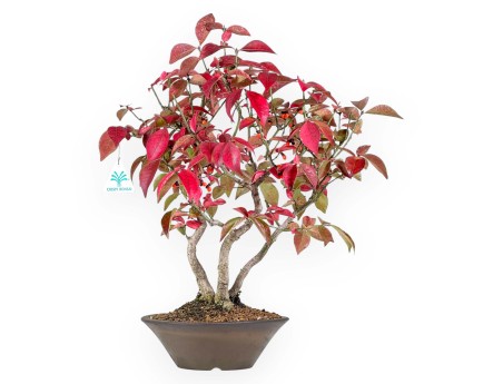 Euonymus alatus bonsaï 46 cm | Pot rond en grès