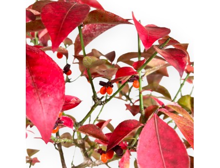 Euonymus alatus bonsai 46 cm | Ronde ongeglazuurde pot