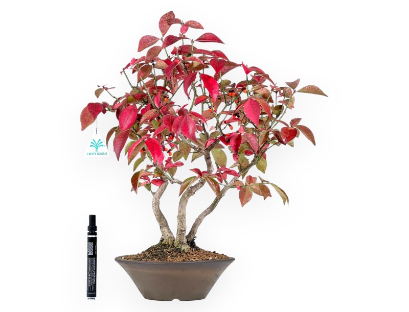Euonymus alatus bonsai 46 cm | Ronde ongeglazuurde pot