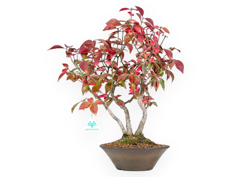 Euonymus alatus bonsaï 46 cm | Pot rond en grès