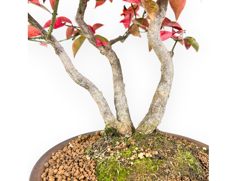 Euonymus alatus bonsai 46 cm | Ronde ongeglazuurde pot