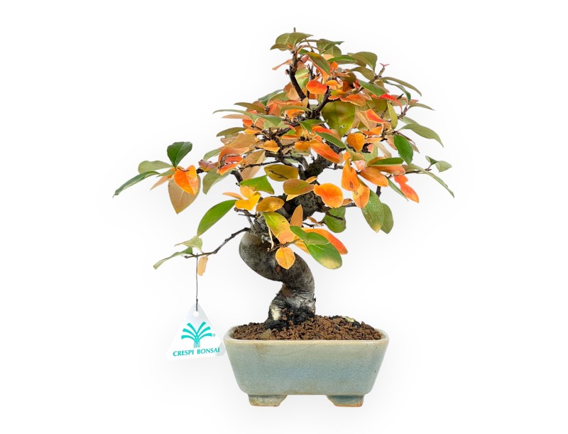 Pseudocydonia Bonsai von 30 cm | Quadratisch grün Topf