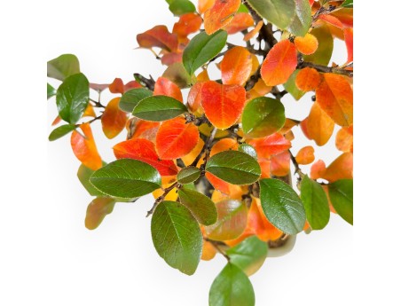 Pseudocydonia bonsai van 30 cm | Vierkant groen pot