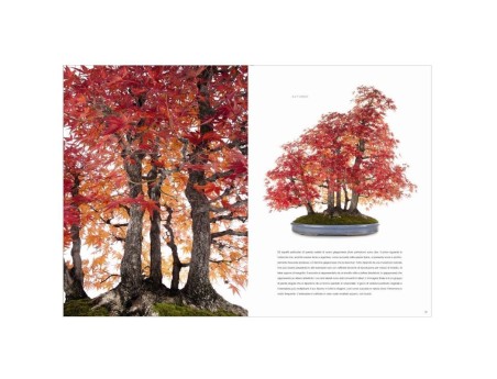 BONSAI - Ed. White Star - with Crespi Bonsai Museum