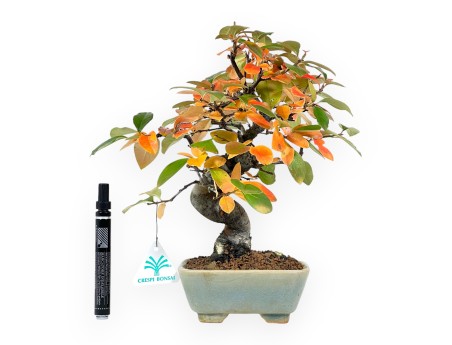 Bonsaï de Pseudocydonia de 30 cm | Pot carré vert