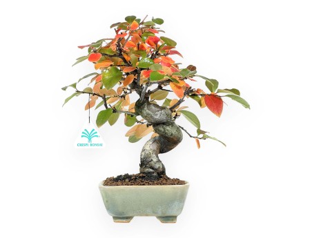 Pseudocydonia bonsai 30 cm | Green square pot